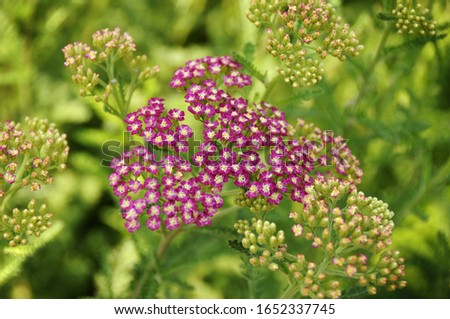A beautiful shot of pink Yarrow flower on a green background on a sunny day