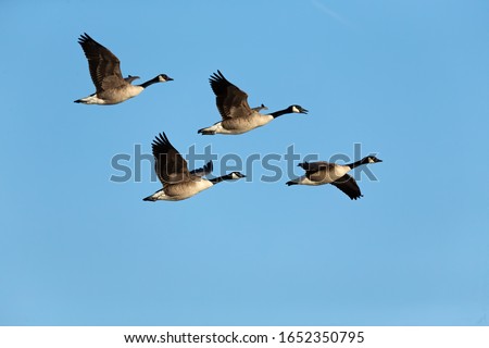   Flock of Canada geese (Branta canadensis) in flight Royalty-Free Stock Photo #1652350795