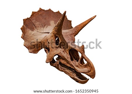 Fossil skull of Dinosaur three horns, Triceratops Skeleton isolated on white background with clipping path. Royalty-Free Stock Photo #1652350945