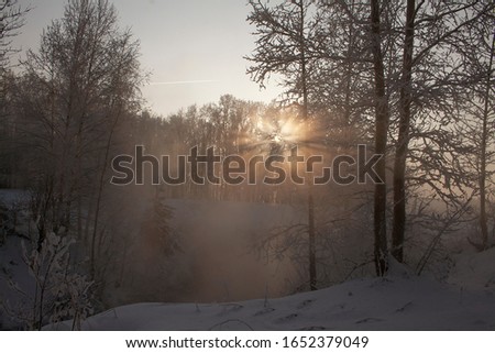 Winter nature sunset tree silhouette. Winter sunset tree snow patterns. Dense fog over the river in winter. Sunrise in the thick winter fog. landscape Trees with snow in a park. Sunset Dawn.