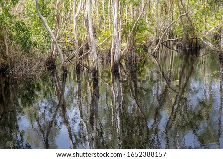 Tropical peat swamp forest showing reflection on brackish water containing salinity and tannin. It provides a function of natural sponge and is a big source of carbon stock.