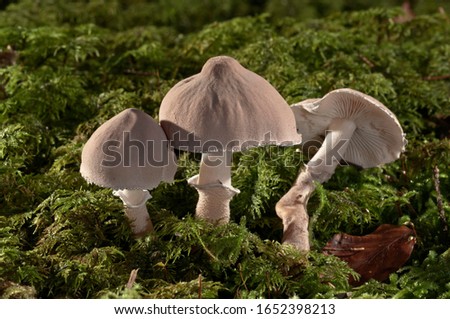 Pearly powdercap (Cystoderma carcharias), Untergroeningen, Baden-Wuerttemberg, Germany, Europe Royalty-Free Stock Photo #1652398213