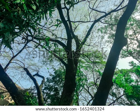 trees at the park on quezon city