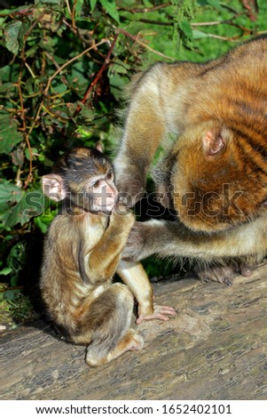 Barbary apes - female delouses its cub - barbary macaque (Macaca sylvanus)
