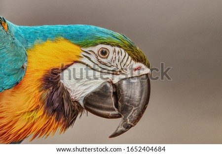 A headshot portrait photo side view of an adult blue and yellow Macaw Parrot. The bright colours are vibrant with lovely dark black and white markings around its eye on a dark background.
