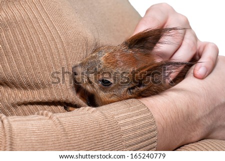 Red squirrel lying on hand/Red squirrel/Red squirrel 