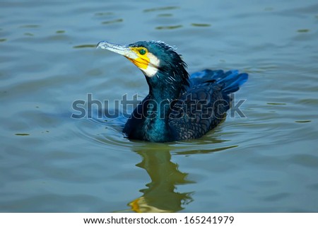 Cormorant swimming in the water