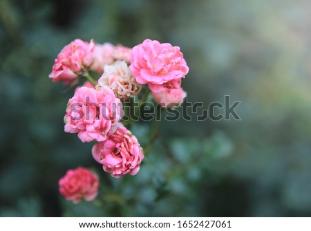  Damask rose, Pink damask rose, Summer damask rose, Close up small bouquet withered pink roses on blurred green leaf background in garden with morning light.