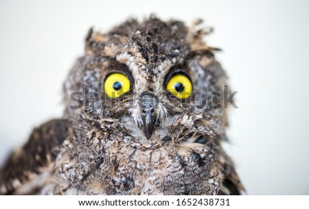 eye Owl Glaucidium bird.beautiful  Eagle Owl.Head of an owl