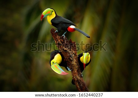 Three Keel-billed Toucan, Ramphastos sulfuratus, bird with big bill sitting on branch in the forest, Costa Rica. Nature travel in central America. Beautiful bird colony in nature habitat.
