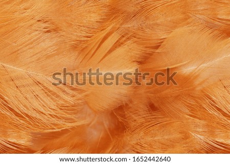 Beautiful orange colors tone feather texture background, trends color 