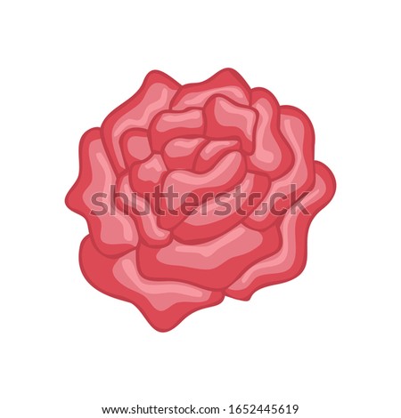 Vector floral botanical flower Illustration Rose Ornament
