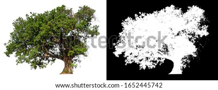 isolated tree on white background with clipping path and alpha channel 