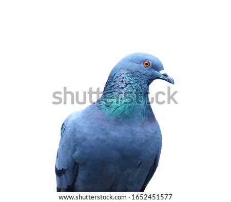 portrait of speed racing male pigeon bird close to isolate transparent background, close up Dove
