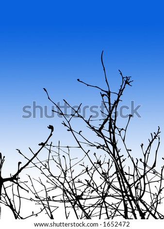 Detailed Tree Branches