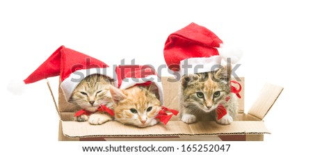 Kitten in a box 