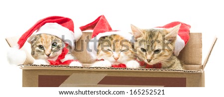 Kitten in a box  