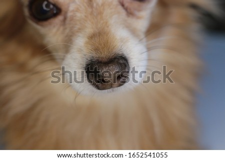 face of a dog chihuahua macro photo