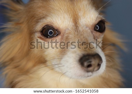 face of a dog chihuahua macro photo