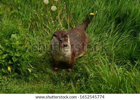 Asian Small-clawed Otter (Aonyx cinereus)