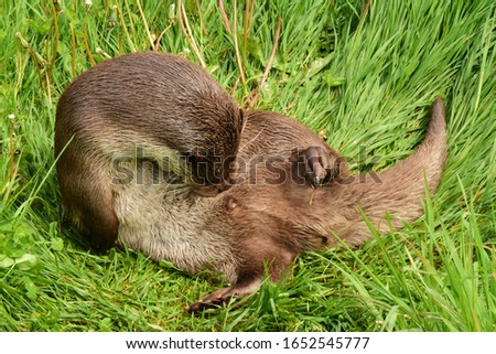 Asian Small-clawed Otter (Aonyx cinereus)