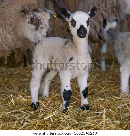 Life on the Farm New born lamb
