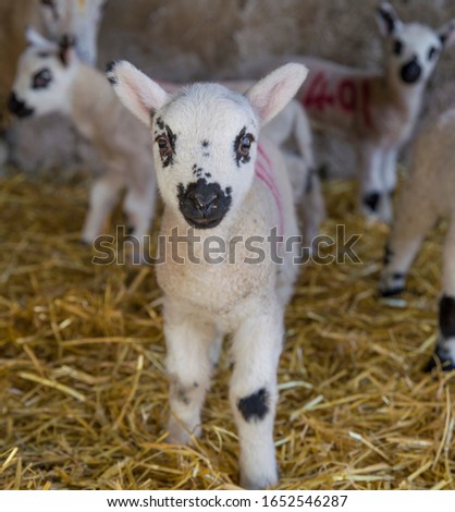 Life on the Farm New born lamb