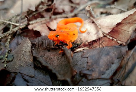 Orange salamander in leaves in the forest Pennsylvania USA