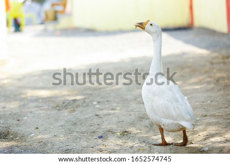 white beak duck in India