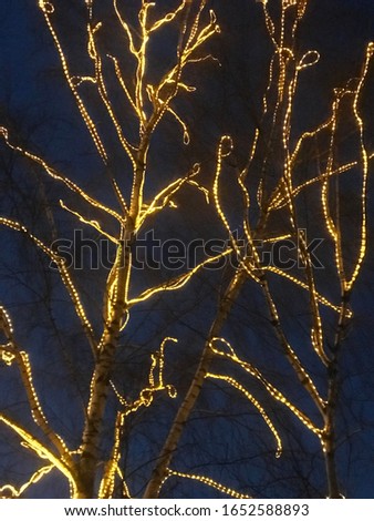 very beautiful trees decorated with light bulbs