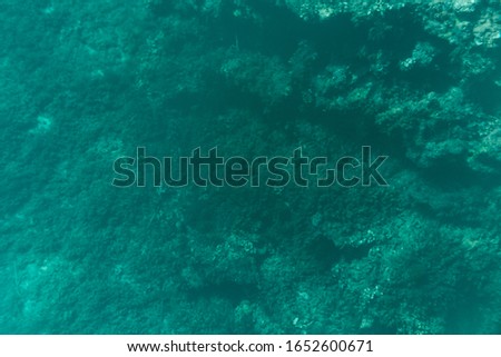 Underwater photography of the coves, rocks, of Menorca. Algae and fish.