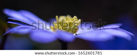 Moonflower myeterious dark and blue flower macro banner with selective focus on yellow flower centre with ovale pistils and pastel blue petals edges, blurred calm background