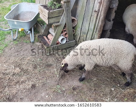 Sheep in the backyard sniffing around