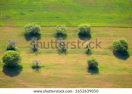 Trees in the field seen from the air, Majorca,  Balearic Island, Spain.
