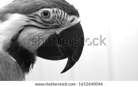 Portrait photo of a gold and blue Macaw Parrot in black and white, the headshot is a side view with a light background.