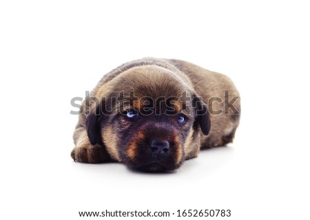 One little dog isolated on a white background.