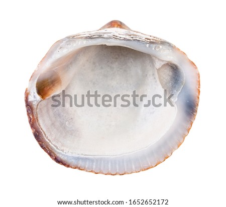 old empty shell of clam isolated on white background