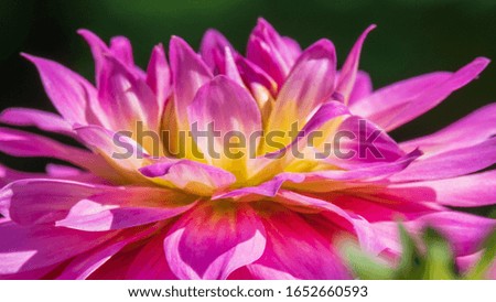 macro and close up shot of dahlia flower, beautiful dahlia flower