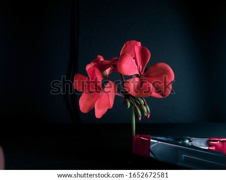 Flowers held on a blue background