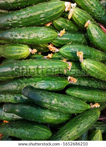 Macro Photo food vegetable cucumber. Texture background food vegetables ripe juicy cucumbers. Image food product vegetable green cucumber