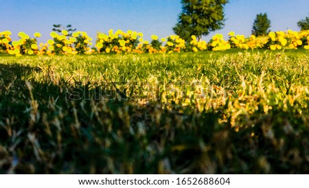 Picture of a ground and flowers