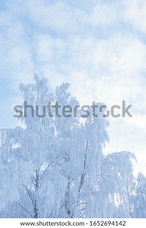 Birch tree top covered in frost snow