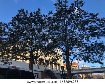 Akron, Ohio - March 16, 2020: The snow on the trees in winter 