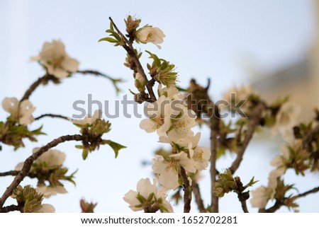sprig of almond tree in bloom