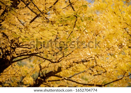 Ginkgo tree in the fall of yellow fallen leaves at Wudang Mountain, China