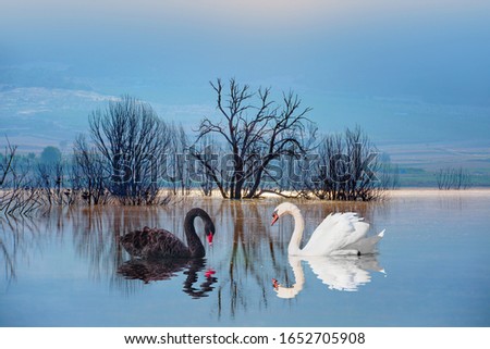 Black & White swan with reflection on water on the background lake trees Royalty-Free Stock Photo #1652705908