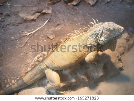 Picture a large green iguana, closeup