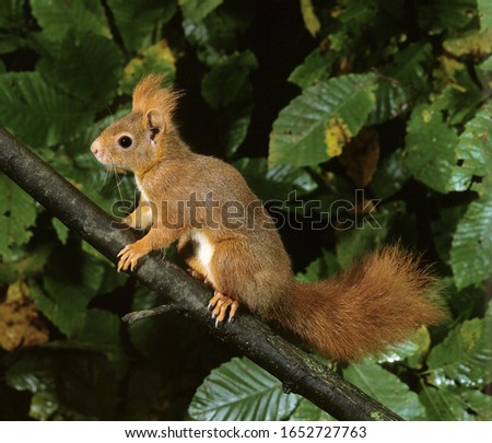 Red Squirrel, sciurus vulgaris, Female standing on Branch  