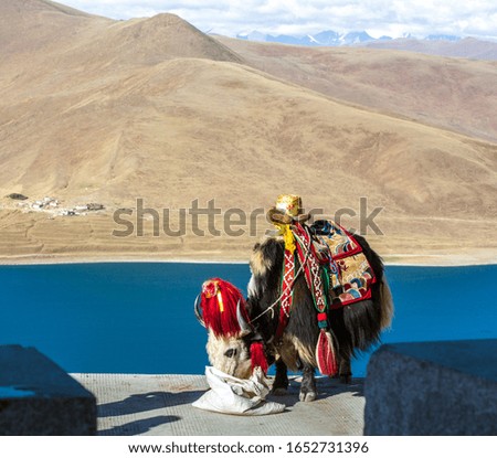 Yak with lake background in Tibet，China