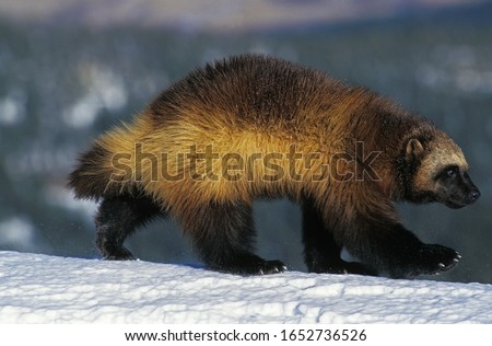North American Wolverine, gulo gulo luscus, Adult standing on Snow, Canada   Royalty-Free Stock Photo #1652736526